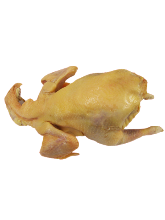 GALINHA ( 1400~1500g )