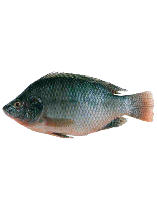 TILAPIA WHOLE MEDIM ( 400g ~ 500g)